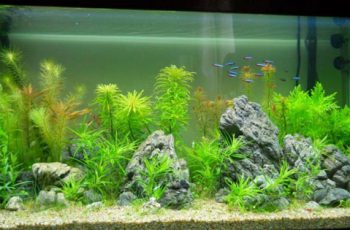 Bể cá cảnh Hải Phòng