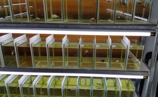 Cắt kính bể cá theo yêu cầu tại Hải Phòng