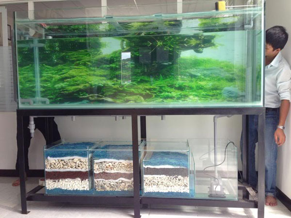 Địa chỉ cắt kính bể cá tại Hải Phòng